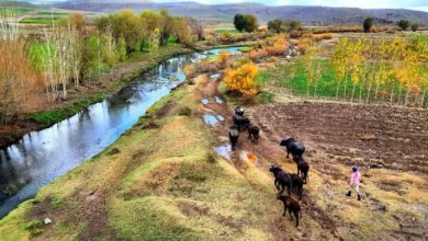 طبیعت روستای قادرلو/مشگین شهر